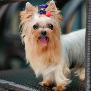 为何Ta能迷倒奥黛丽赫本？约克夏梗挑选一定要注意的事项