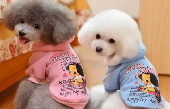 泰迪聪不聪明几个月能看出来？这里有答案