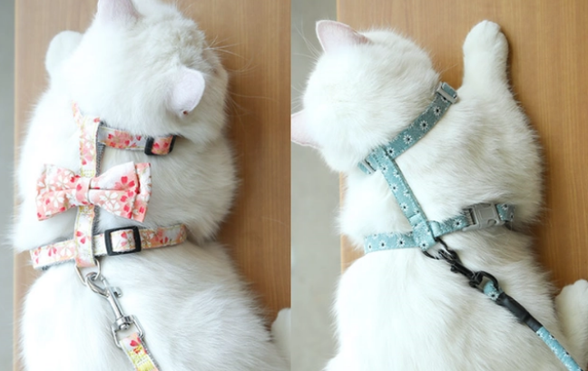 今日科普：猫咪背心式牵引绳怎么套？