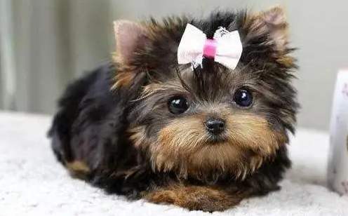 马尔济斯犬和约克夏的区别，感兴趣的朋友可以了解一下~