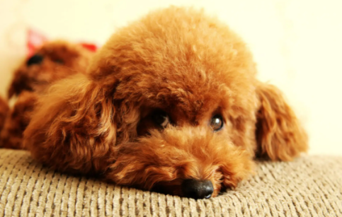 泰迪和比熊的区别是什么?感兴趣的了解一下吧! 泰迪和比熊的区别是什么?感兴趣的了解一下吧!