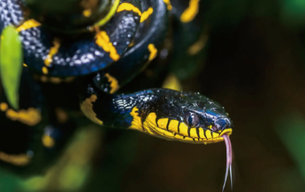 黄环林蛇长什么样子？我来告诉你答案！