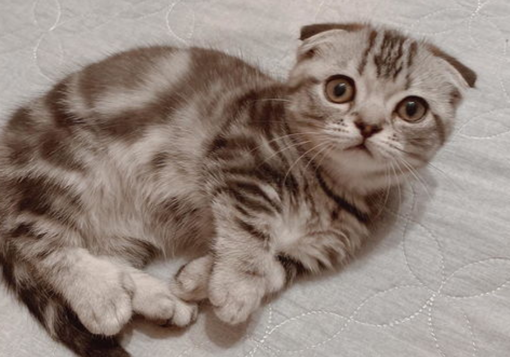 不清楚柯基猫是什么品种？可以来这了解一下