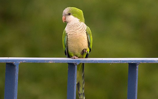 和尚鹦鹉什么时候换毛，这篇文章给你答案