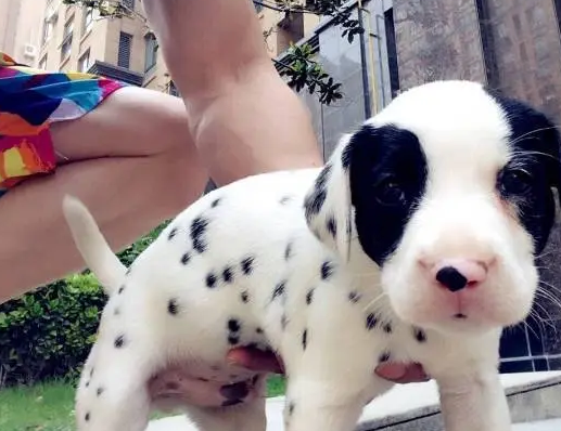 不知道黑白色相间下垂耳朵的是什么狗？