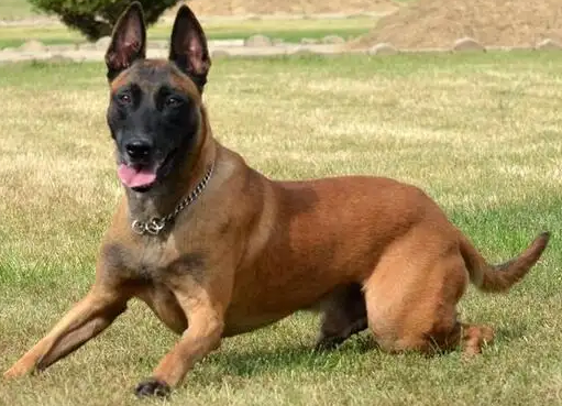 马犬几个月认主人?这里有详解~