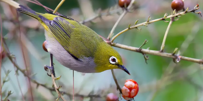 绣眼鸟上火怎么办？方法如下