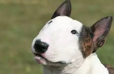 长得像孙红雷的狗是啥狗？看完你就知道了