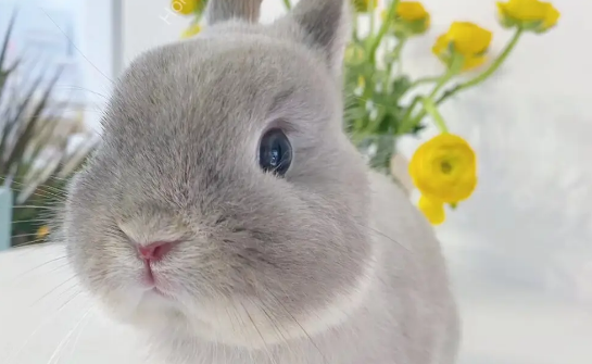 侏儒兔怎么看纯不纯？观察这几个地方就可以