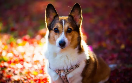 春夏交替季节，狗狗毛发护理窍门有哪些？