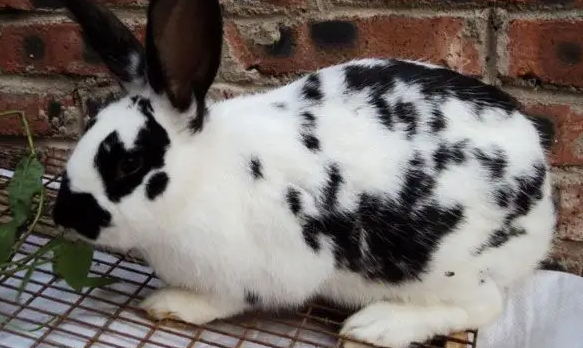 花巨兔怎么养？主人们学着哦！