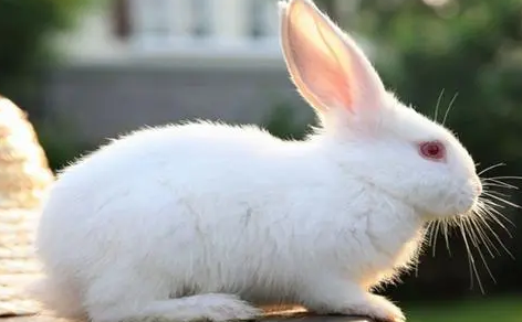 佛州白兔怎么训练?铲屎官来瞧一瞧吧 佛州白兔怎么训练?铲屎官来瞧一瞧吧