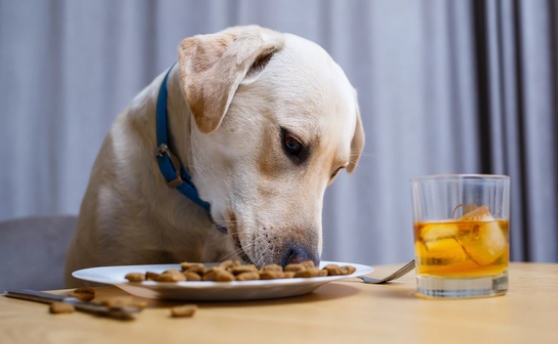 别再这样给狗狗换粮了,会让它很难受! 别再这样给狗狗换粮了,会让它很难受!