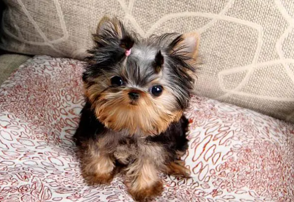 看完这篇文章，你就会了解约克夏是哪个国家的品种？