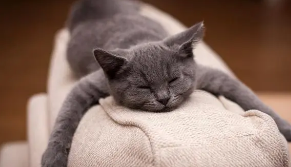 别浪费钱买“猫窝”了，猫咪根本不喜欢，原因很真实！