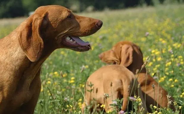 还在给狗狗吃垃圾食品吗？自制零食才是王道！但有注意的事情哦