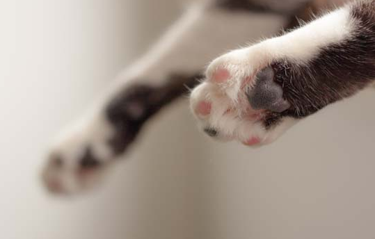 英短蓝猫有攻击性吗,铲屎官们可不要掉以轻心 英短蓝猫有攻击性吗,铲屎官们可不要掉以轻心