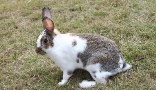不知道云南花兔可以养几年？看这里！
