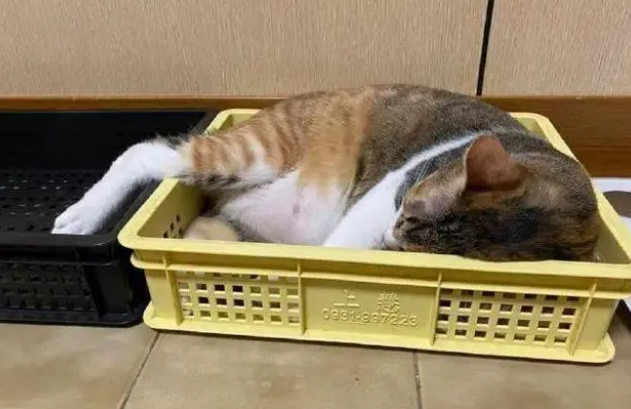花了大价钱买了猫窝，但家里的猫咪不怎么用，要做好这几点！