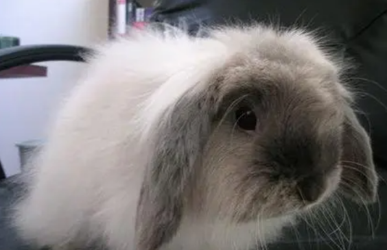 美国费斯垂耳兔值多少钱呢？一起来看看吧