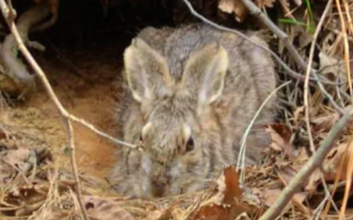 高丽兔生病了怎么治疗？一文替你解答！