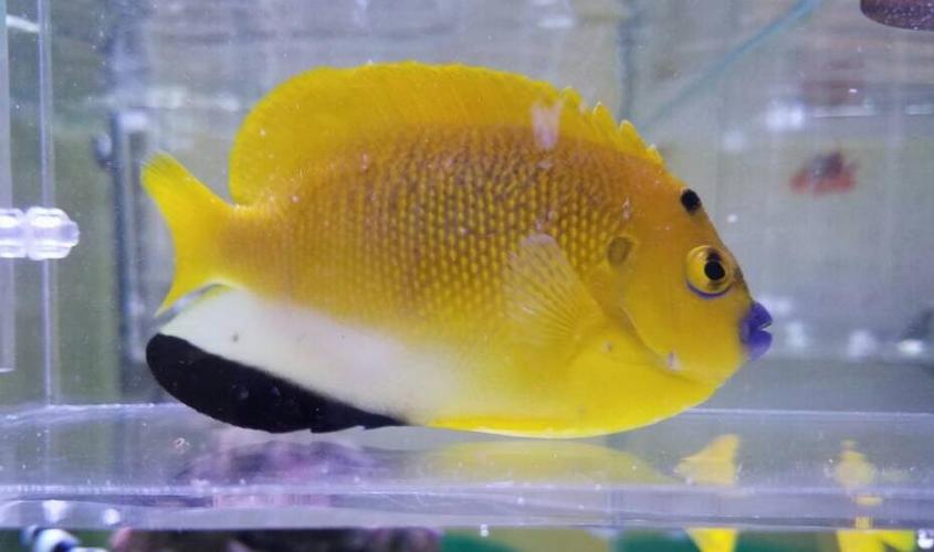 你见过头上长着黄色小斑点的蓝嘴吊吗？