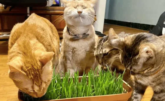 猫不吃猫草咋办?这几种方法可以尝试 猫不吃猫草咋办?这几种方法可以尝试