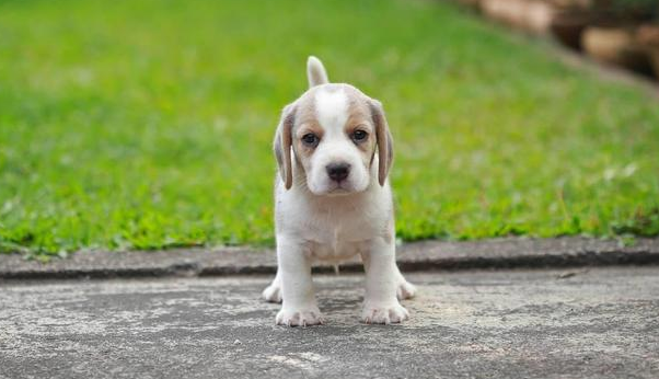狗的智商是多少？让我们来看看