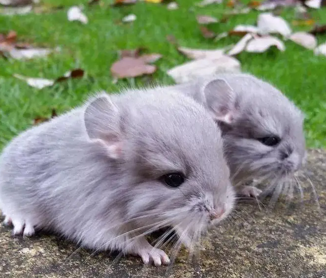 没想到，毛丝鼠的寿命竟然比猫还长！