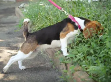 只要选对牵引绳，狗狗不用训也很听话