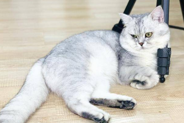 蓝白和银渐层配,可以生出什么样子的小猫? 蓝白和银渐层配,可以生出什么样子的小猫?