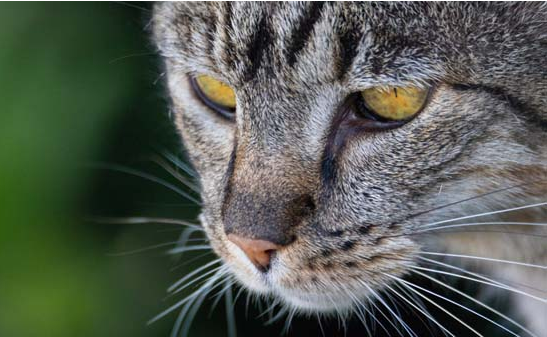 猫和老鼠中汤姆猫是什么品种的猫咪呢?快来了解一下吧~ 猫和老鼠中汤姆猫是什么品种的猫咪呢?快来了解一下吧~