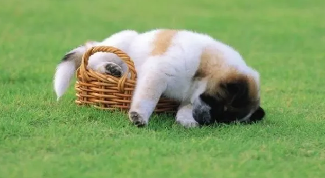 划重点:狗狗体外驱虫药哪种好,拜宠爽实力强劲 划重点:狗狗体外驱虫药哪种好,拜宠爽实力强劲