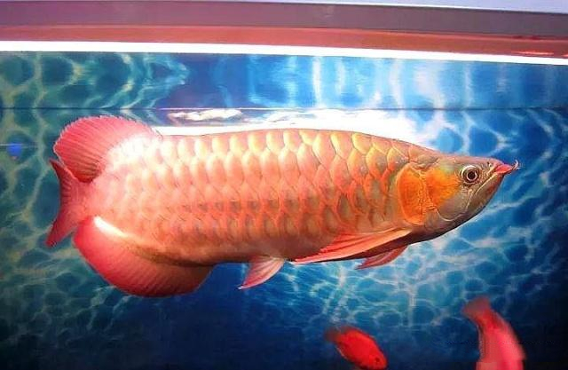 “贵气十足”的橙红龙鱼，你确定不养一条玩玩？