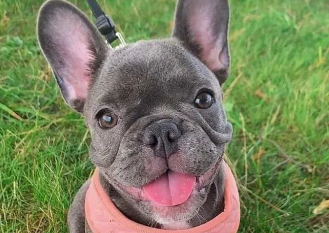 法斗蓝牛怎么看品相？几个方法轻松搞定！