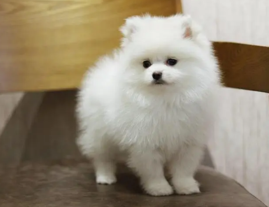 女生不适合养博美的原因在这里