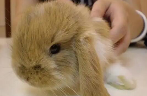 英国迷你垂耳兔怎么喂养，这些点你一定要注意