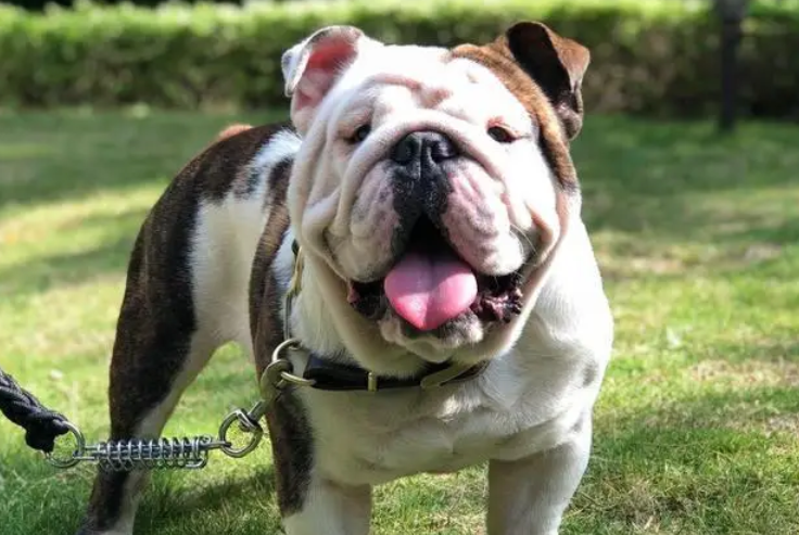 快来瞧瞧，英斗牛一生认几个主人吧！