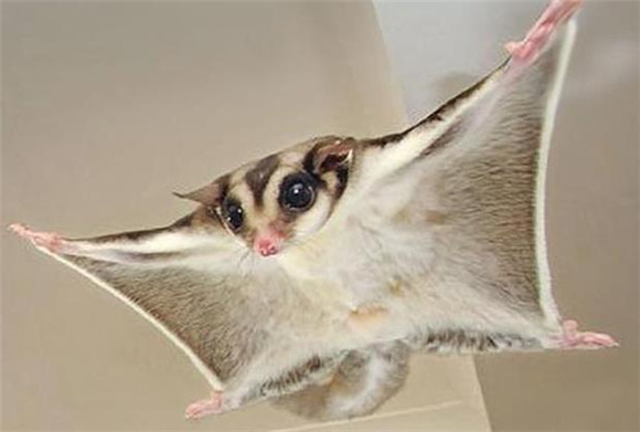 密袋鼠为什么那么臭？可能是这些原因造成的