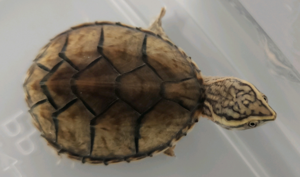 麝香龟什么时候成年？本文告诉你答案