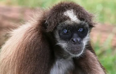 想了解一夫一妻制的新世界猴吗？速来看看这篇文章！