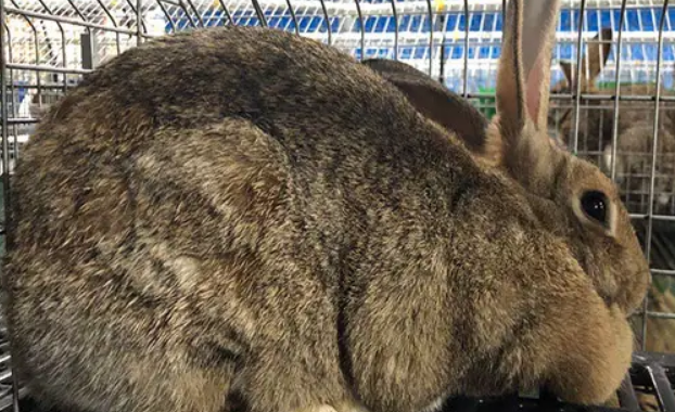 海南适合养比利时兔吗？饲养技巧都在这里