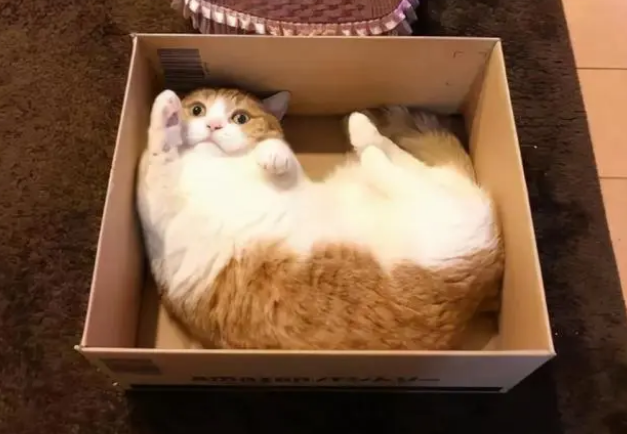 别买猫窝了，猫咪最喜欢睡觉的地点，是这7个地方