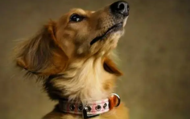 认识项圈与牵引绳的作用，文明养狗，从我做起