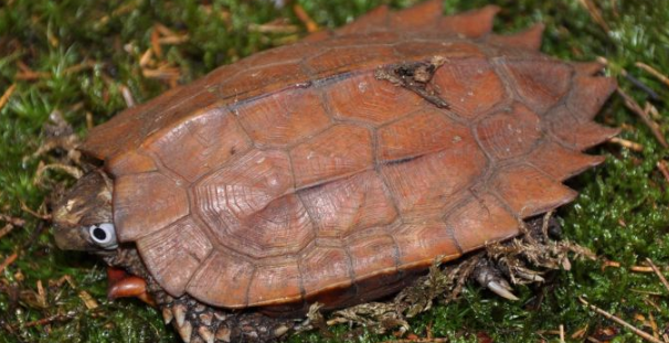 地龟的价钱是多少？新手想知道吗？