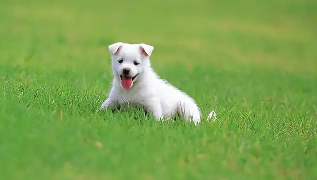 狗为什么要吃屎？有必要了解一下