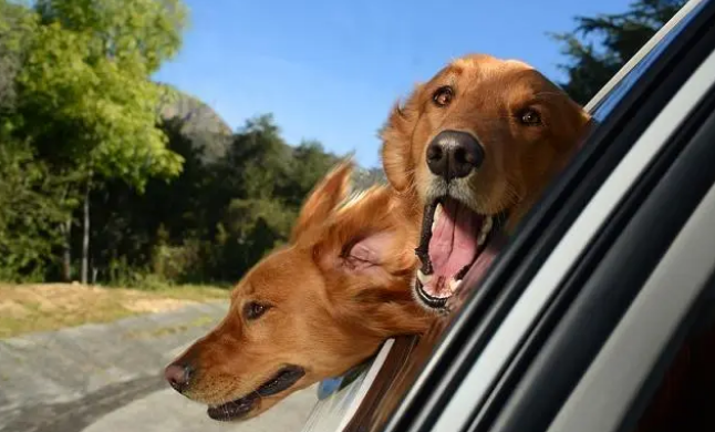 狗窝有味怎么办？看看如何清洗有异味的狗窝