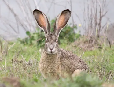 中国野兔怎么养？宠主可以看看