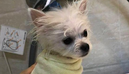 狗洗完澡是不是必须要吹干，你一定要知道