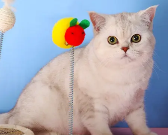 养猫小常识：幼猫身体发出很响的马达声是怎么回事